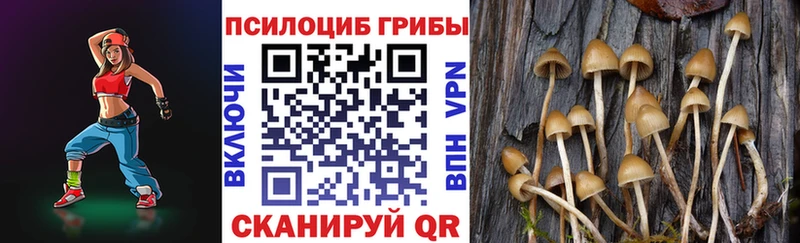 Псилоцибиновые грибы Cubensis  Купить закладки  Жердевка 